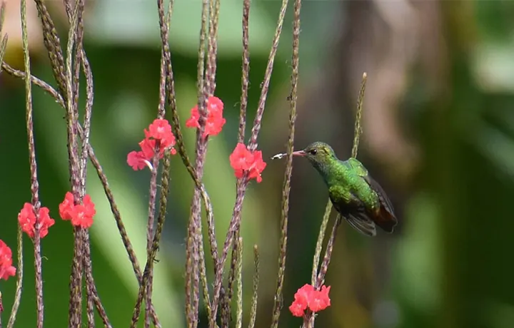 Colibrí junto a unas flores rojas