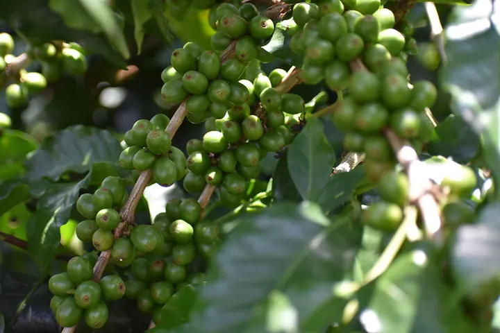 Granos de café verde en la rama