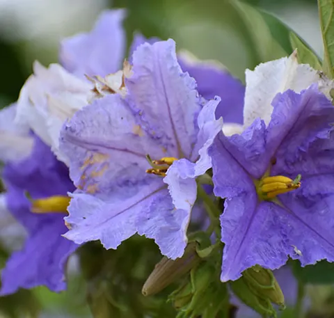 Campanela azul del jardín