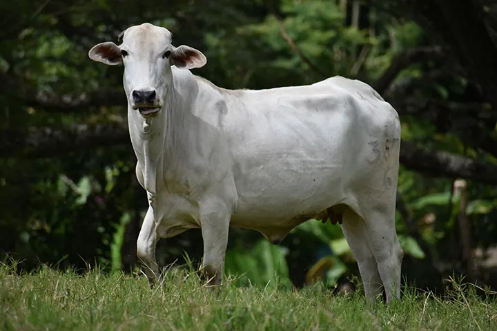 Una vaca blanca en el potrero de la finca
