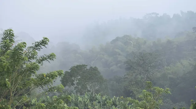 Neblina de la mañana sobre el bosque, vista desde la finca